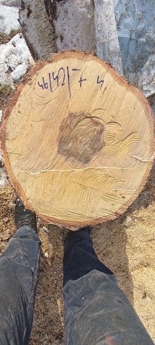 Blat plaster  na stolik  brzoza do 70cm