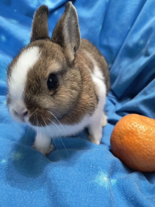 Кролик Мини и другие