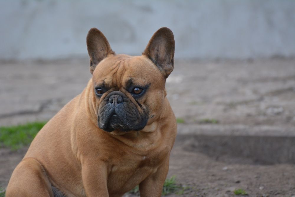 Французский бульдог, вязка. КСУ.