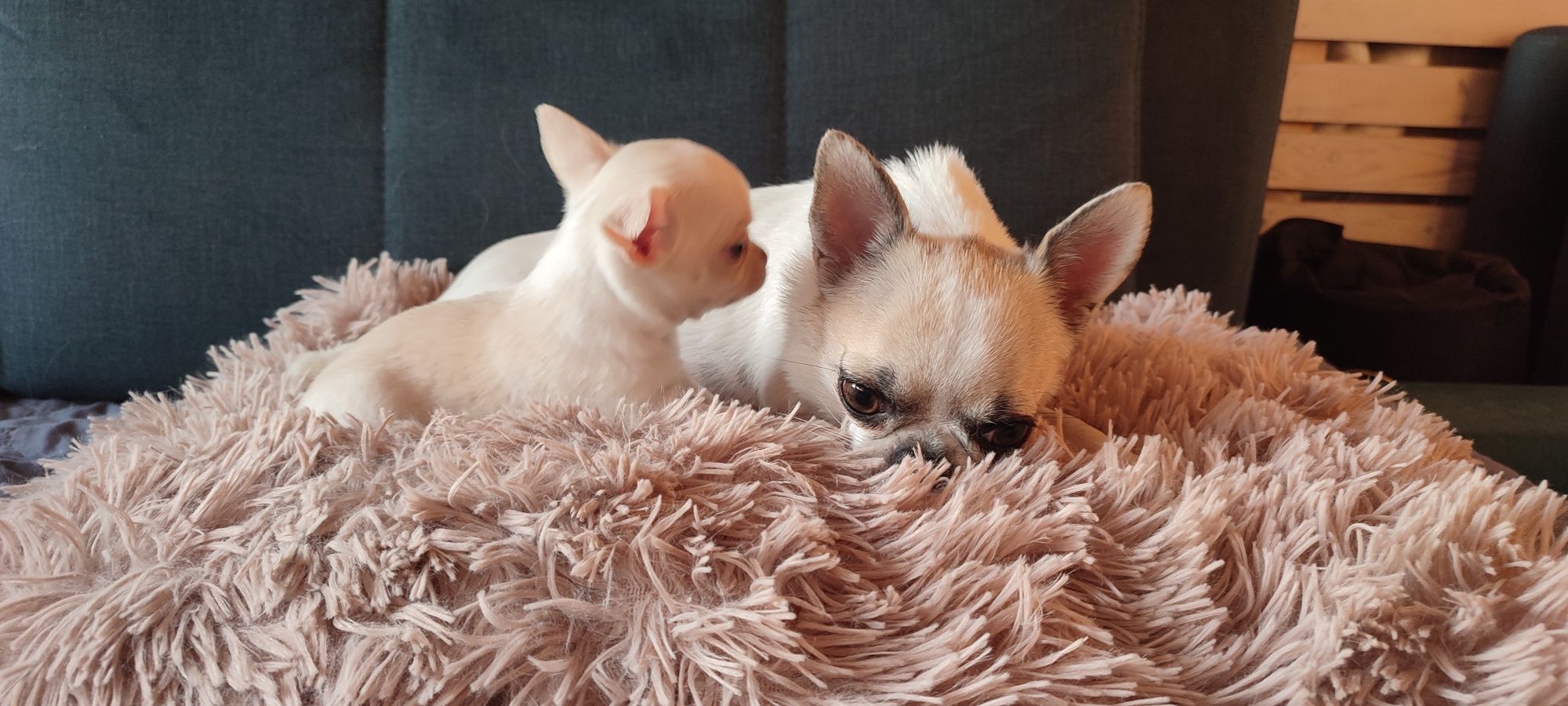 Chihuahua krótkowłosy