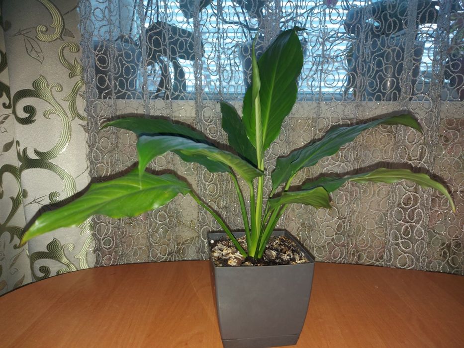 Продам спатіфілум