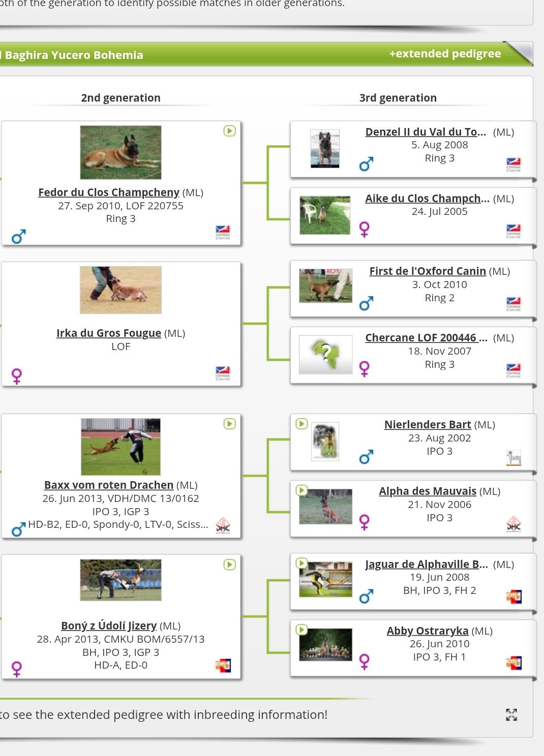 Zapowiedź miotu Owczarek Belgijski  Malinois FCI