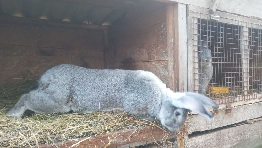 Продам кролі. Спаровані самки.