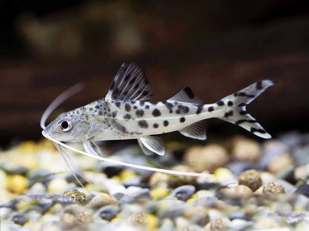 Mandi mały - Pimelodus pictus - Sumik - Sum - dowozimy, wysyłamy