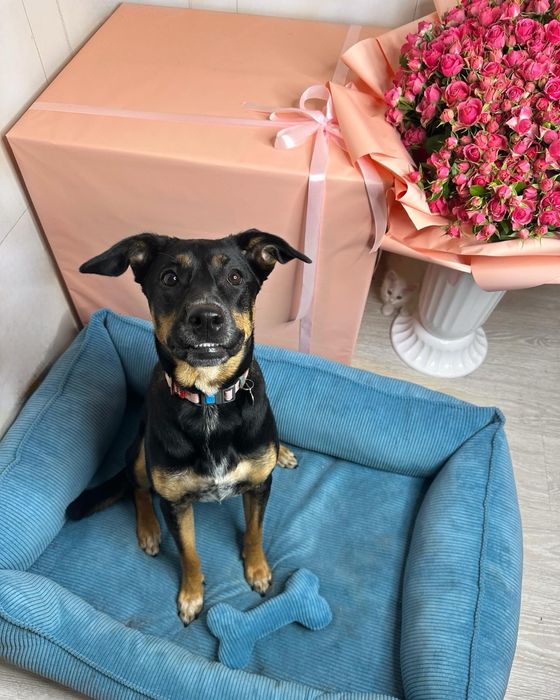 Габі шукає родину