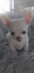Chihuahua mini piesek