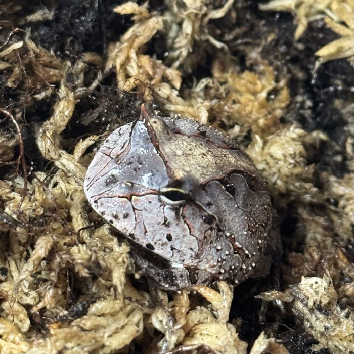 Żaba rogata - Ceratophrys cornuta - rogatka itania - podrostek