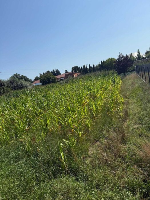 Sulęcinek działka budowlana 1750m2