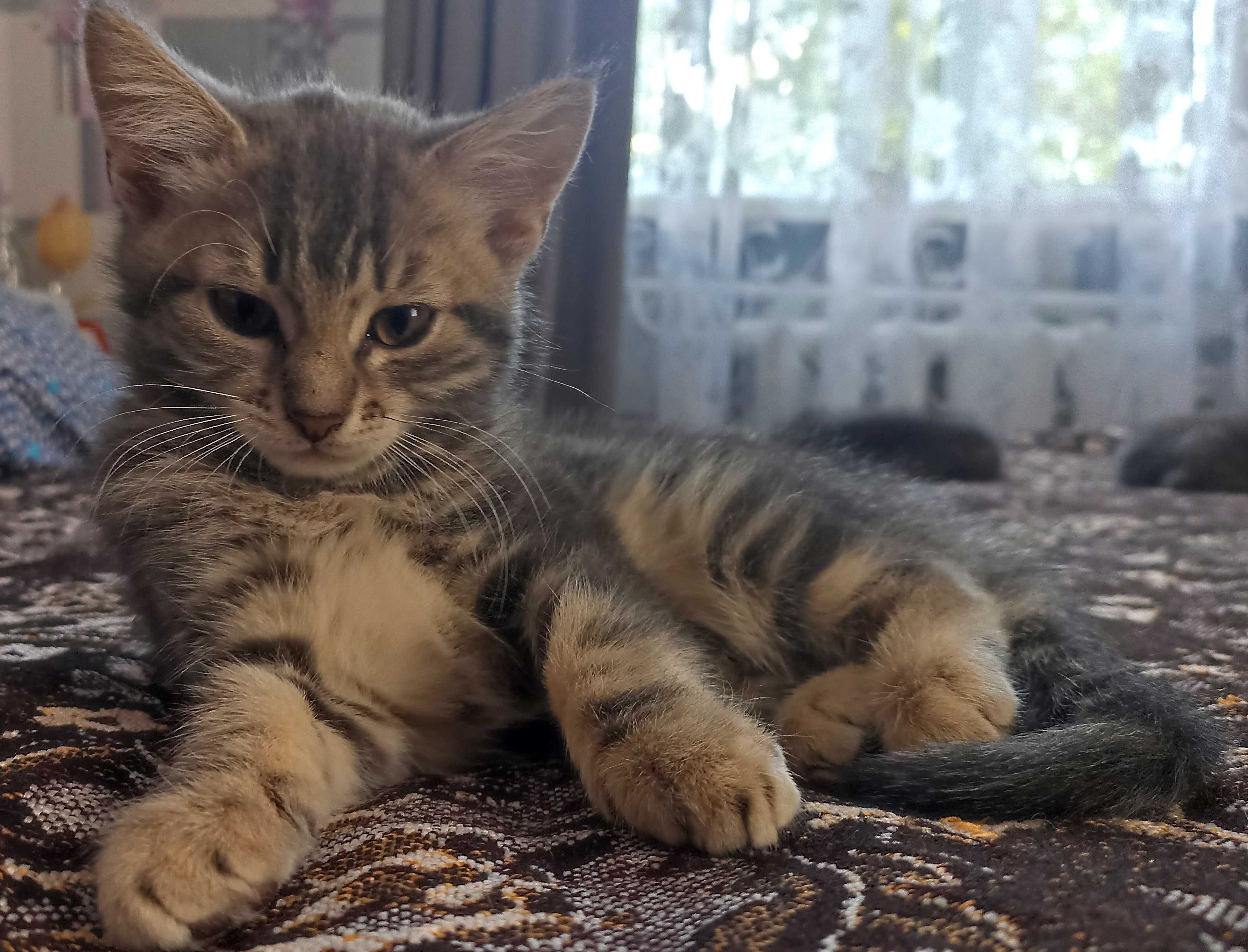 Кошеня шукає люблячу родину !!!