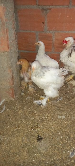 Galinhas Brahmas