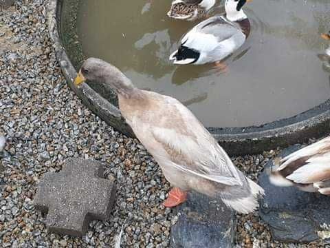 Patos  gansos perus galinhas garnizas