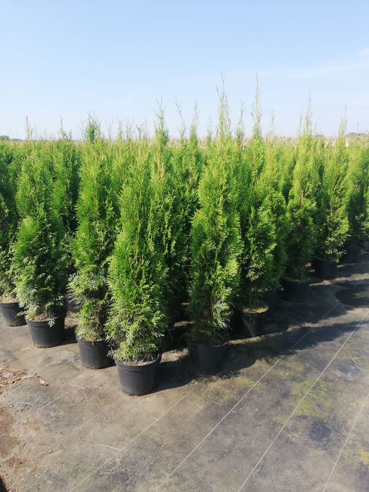 Tuja Thuja szmaragd 100cm Transport do klienta