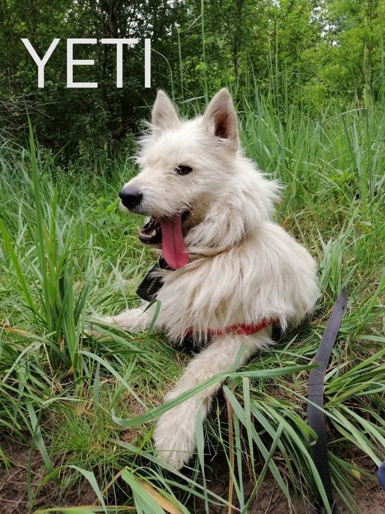 Psy polecają się do adopcji