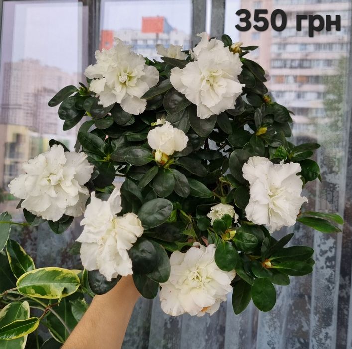 Азалия азалія біла рододендрон