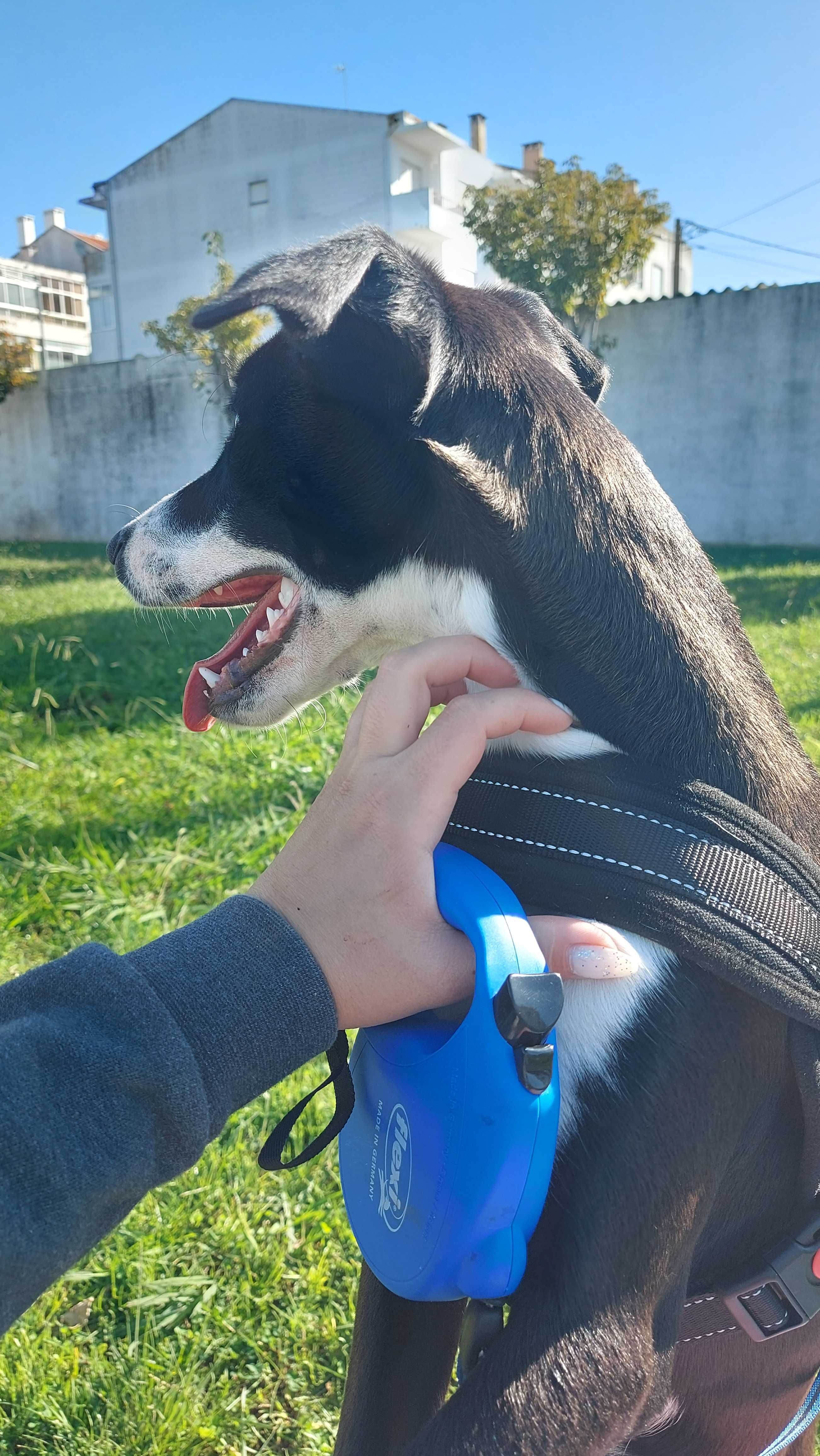 Cachorro para adoção