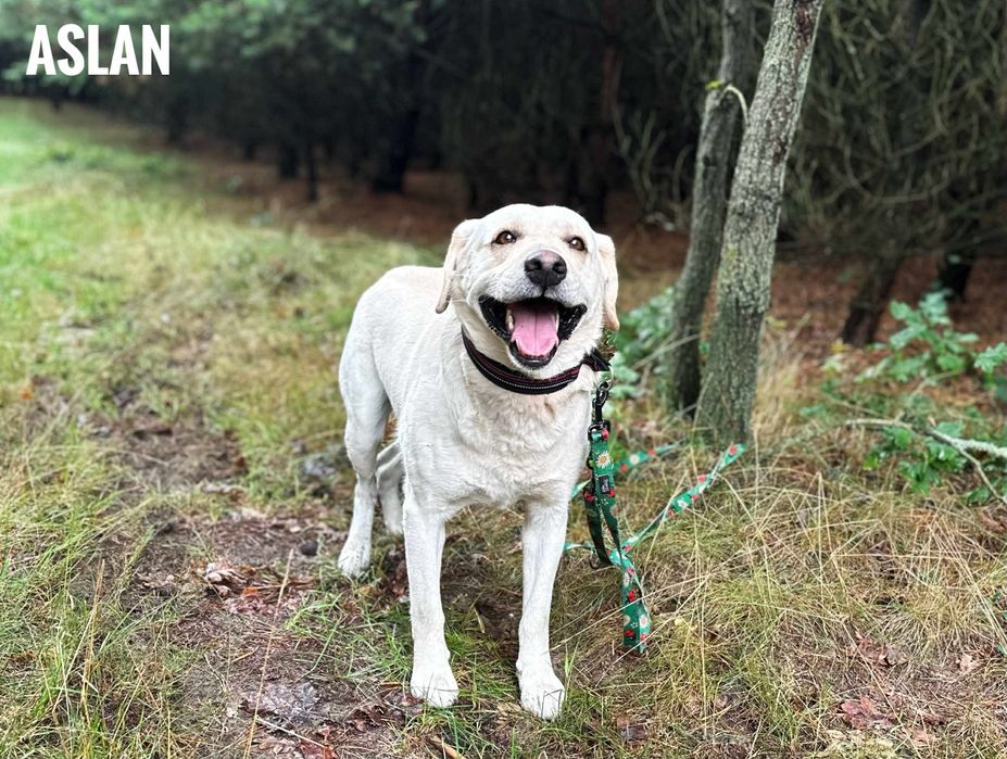 Labrador 2 letni, aktywny, nie do dzieci adopcja