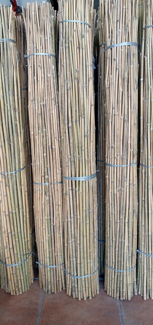 Canas de bambu nacional