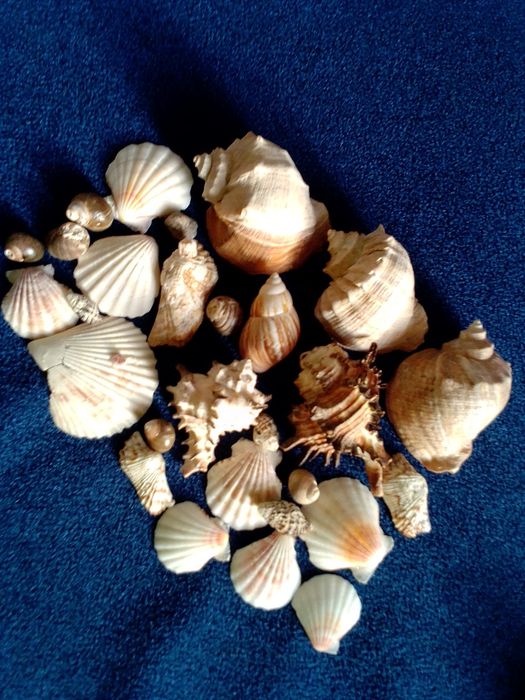 Продам Ракушки морские