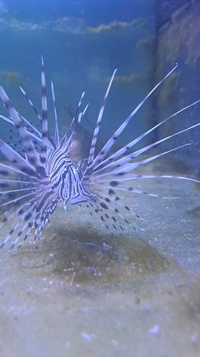 Pterois volitans red Skrzydlica