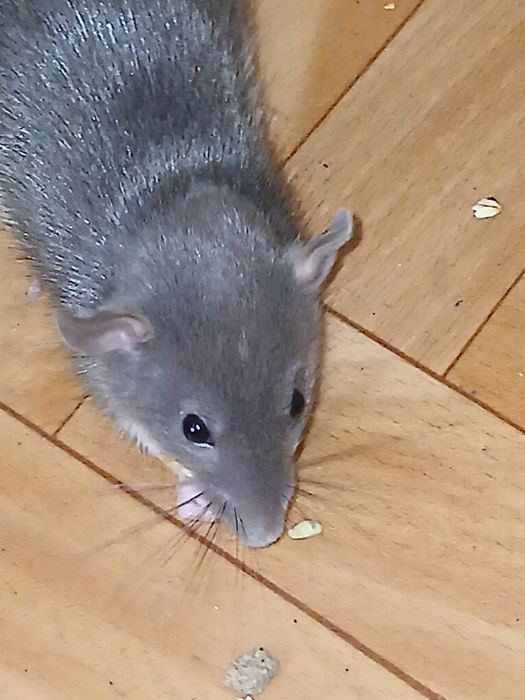 Oddam za darmo szczura dambo rex plec samiec