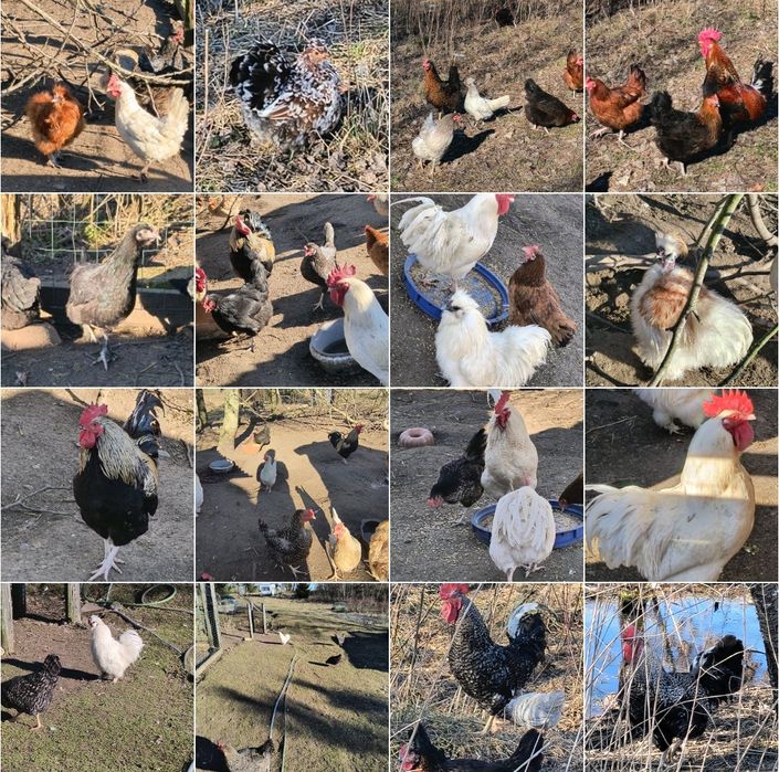 Jajka lęgowe, kurczaki