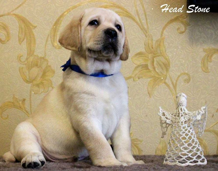 Лабрадор ретривер Клубные шенки