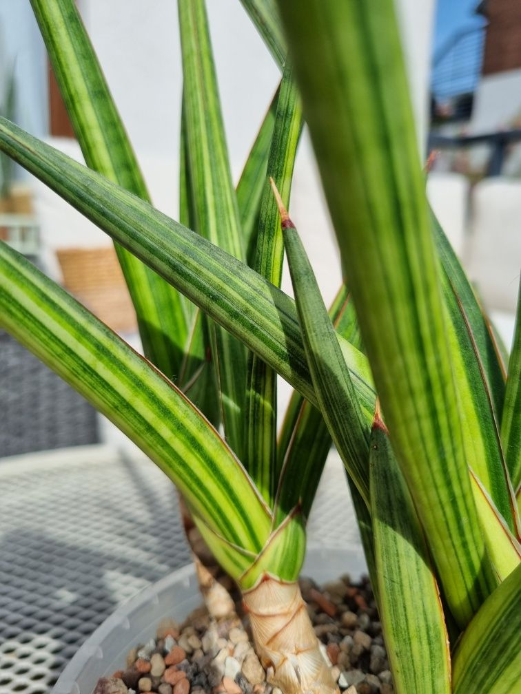 Sansevieria Royal Crown variegated  roślina