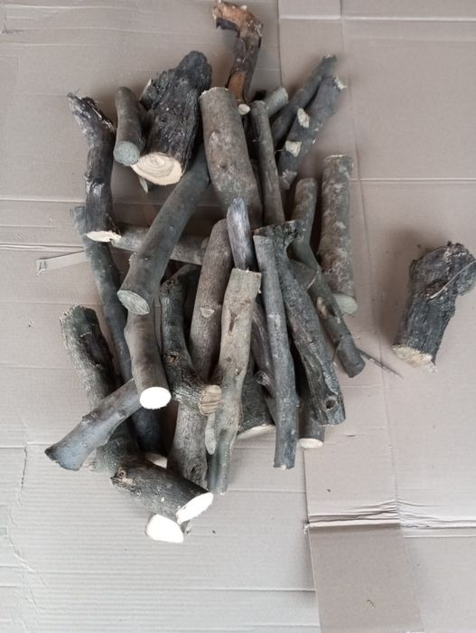 Drzewo Oliwne na Grilla 10 kg