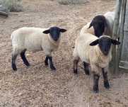 Borregos macho suffolk puros