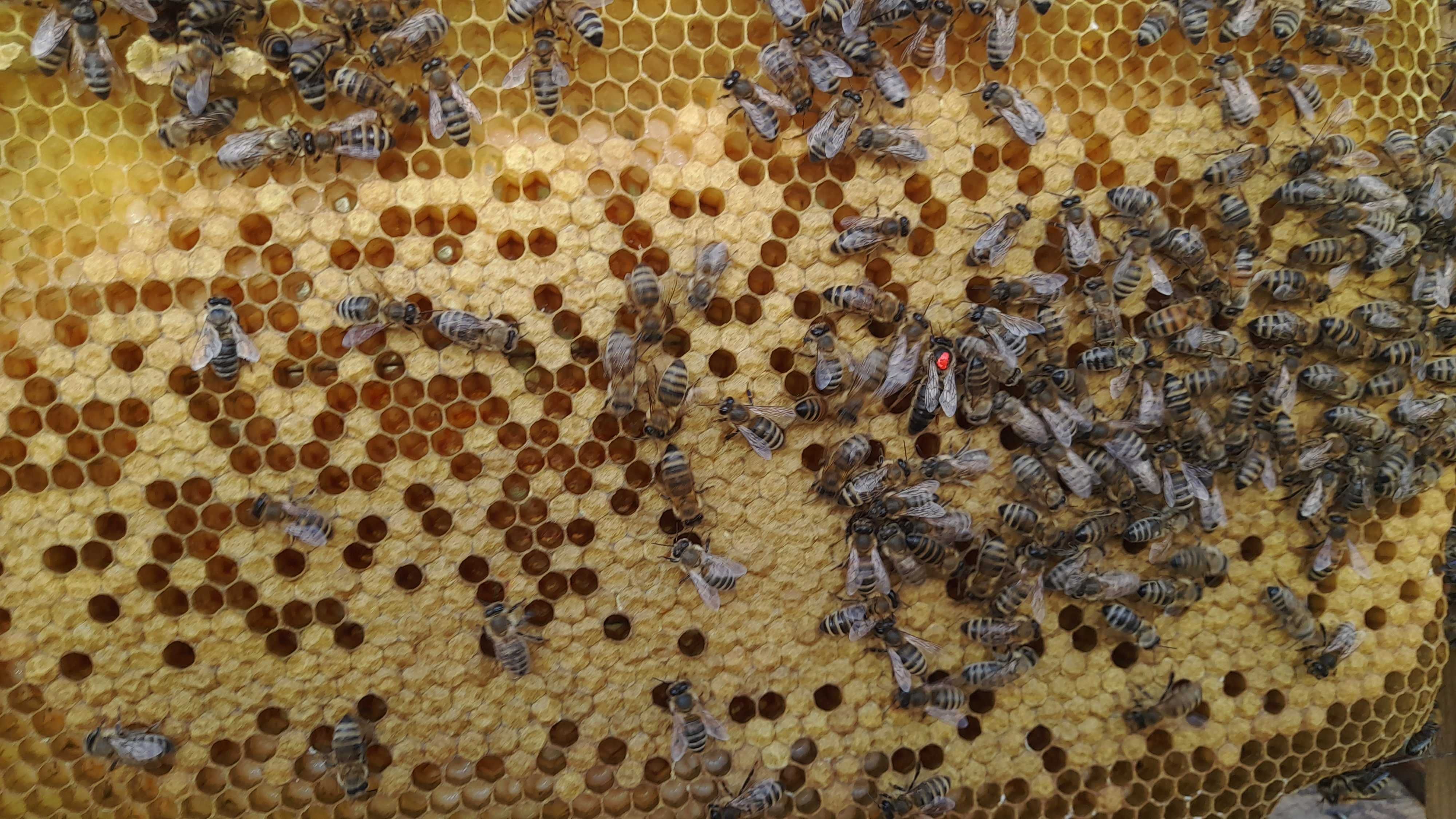 Бджолопакети, відводки, бджолосім’ї на 2024 рік