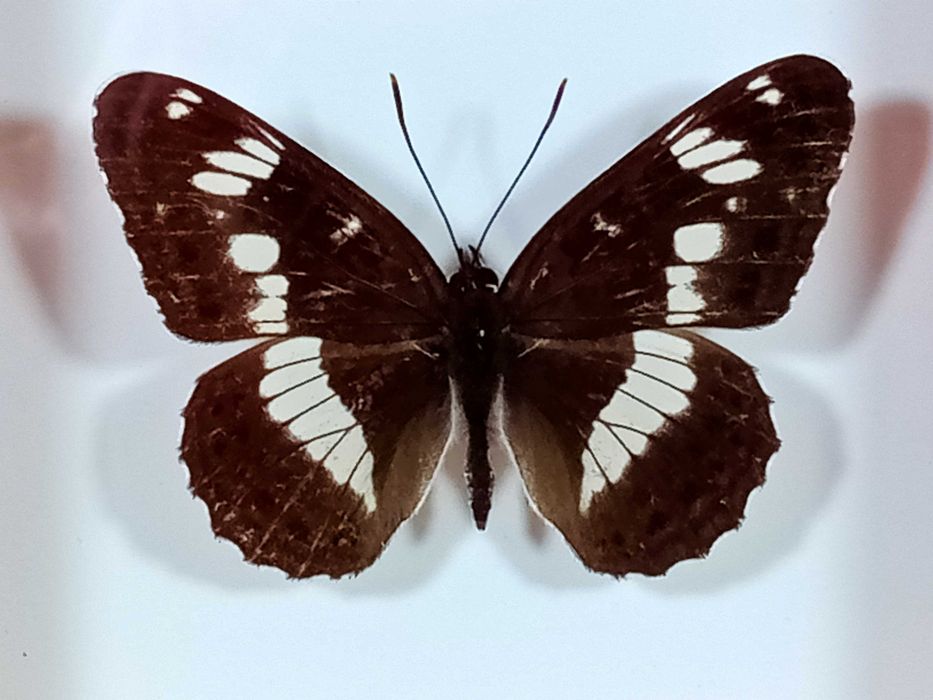 Motyl w ramce 10x8 cm Pokłonnik kamilla - Limenitis camilla