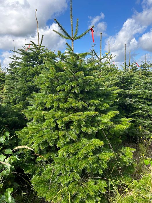 CHOINKI-GAŁĘZIE NOBILIS Nordman -JODŁA kaukaska bezpośrednio plantacja