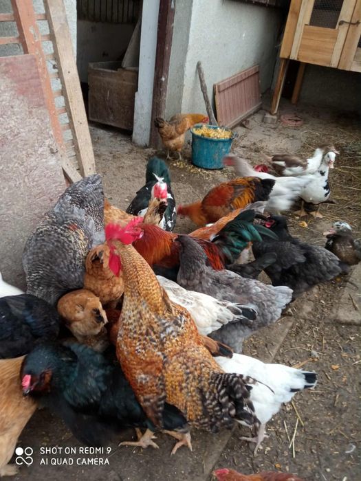 Jajka od kur z wolnego wybiegu