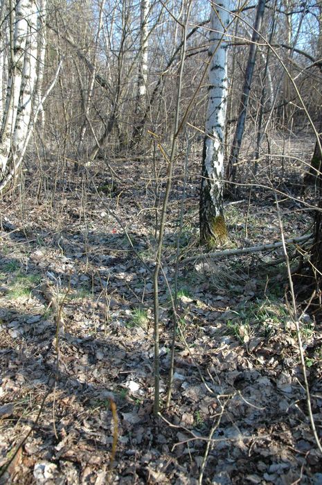 sadzonki lipy, jesionu, brzozy, akacji