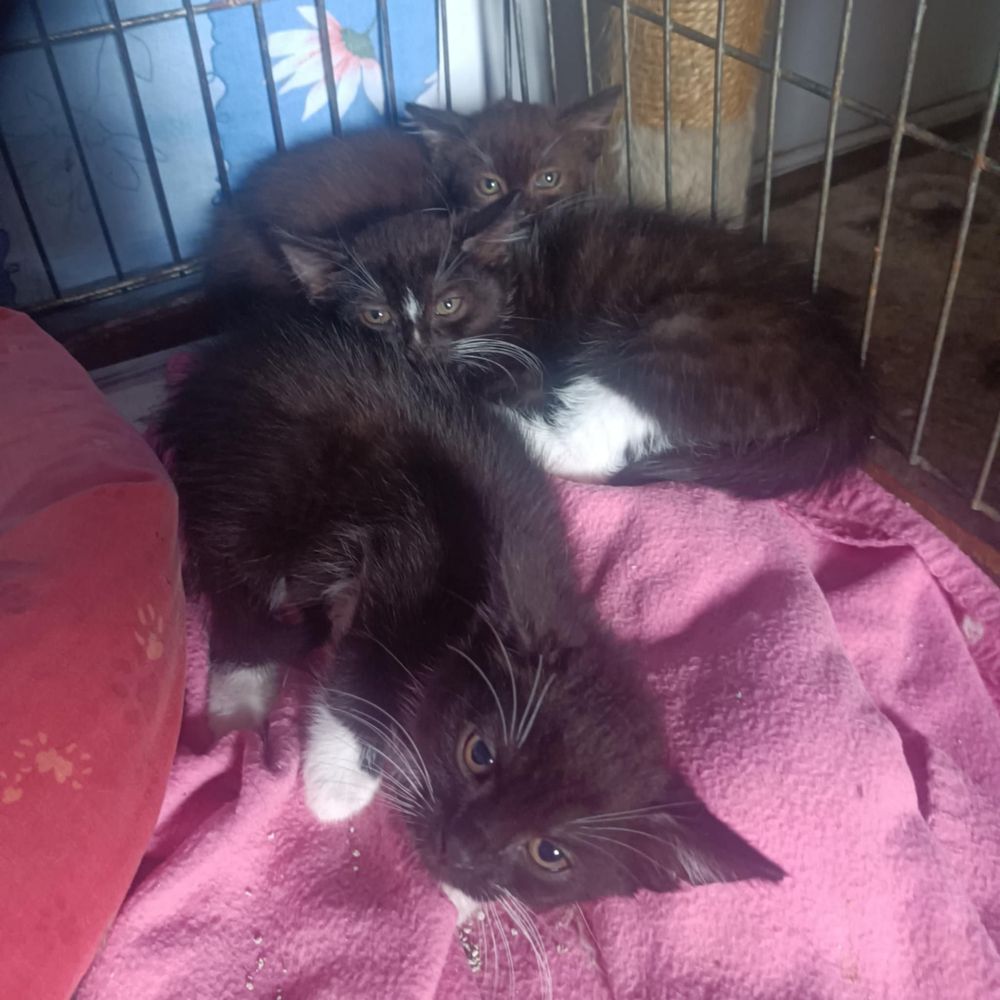Do adopcji ponad 100 kotów!