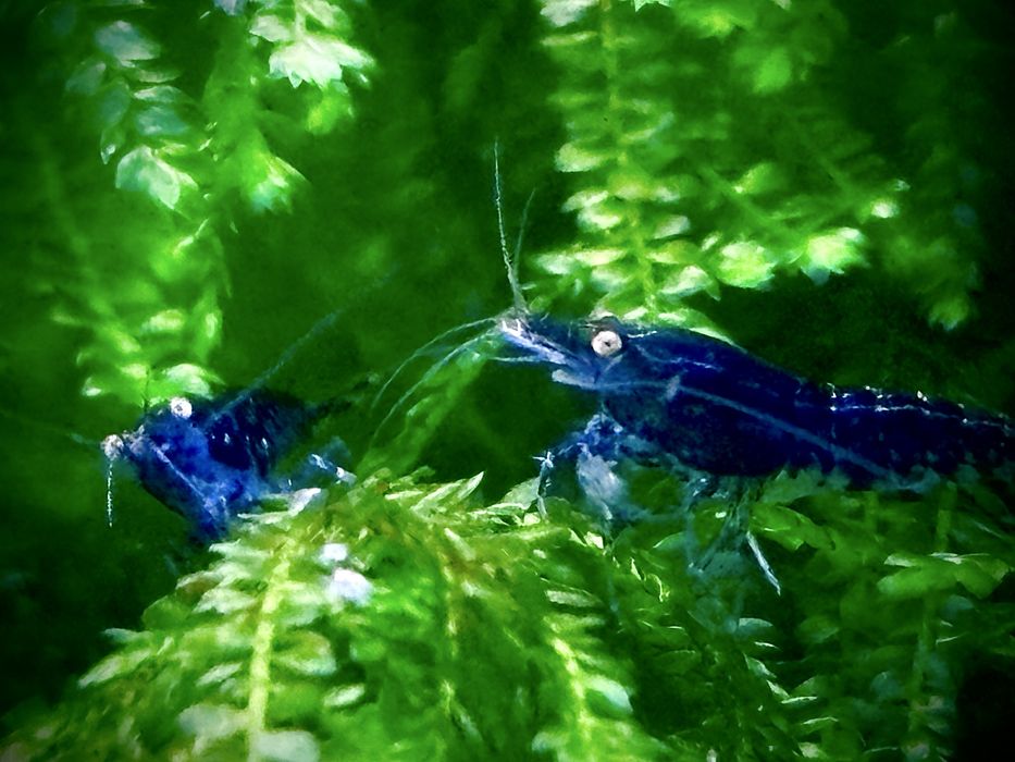 Camarões em São Marcos