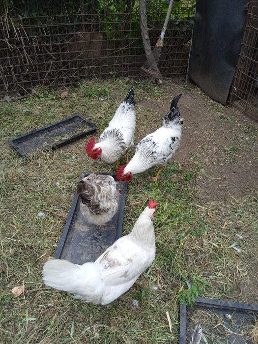 Продам петушков породы Легорн пятнистый плюс Адлер серебристый