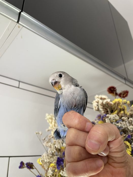 Agapornis azuis domesticados para acabar de criar à mão