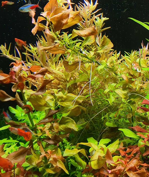 Ludwigia repens (3 plan/ POMARAŃCZOWA)