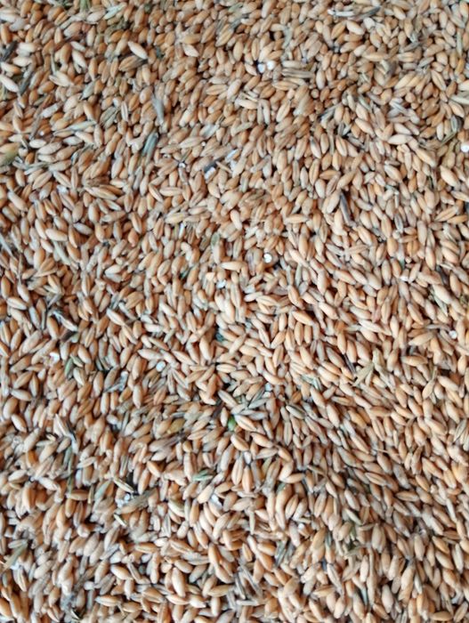 Pszenżyto zbiór 2025