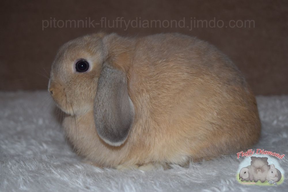 Кролик Карликовий з розплідника. Висловухі та з короткими вухами.