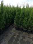 Tuja Thuja szmaragd 100cm Transport