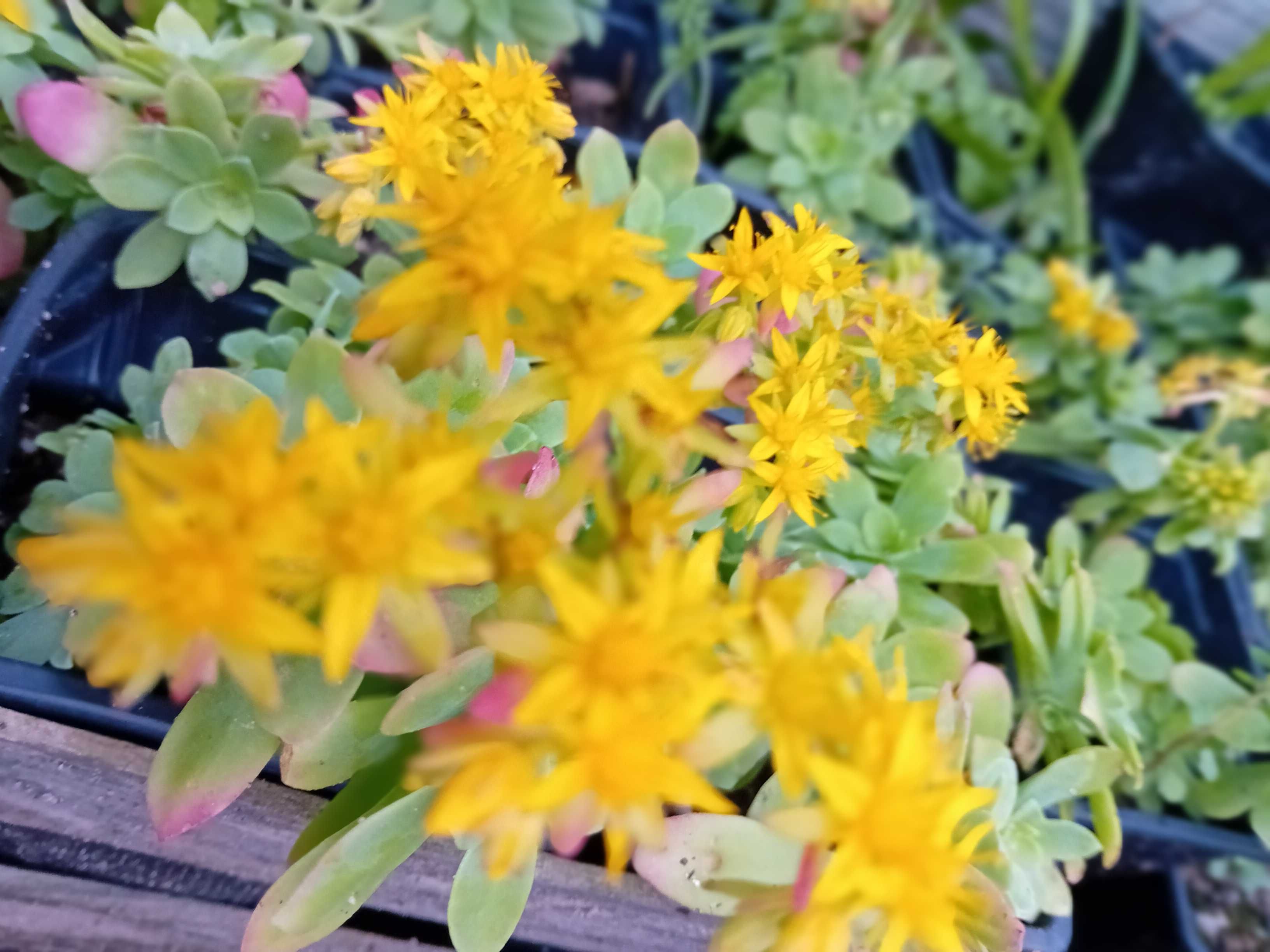 Sedum Palmerii suculenta
