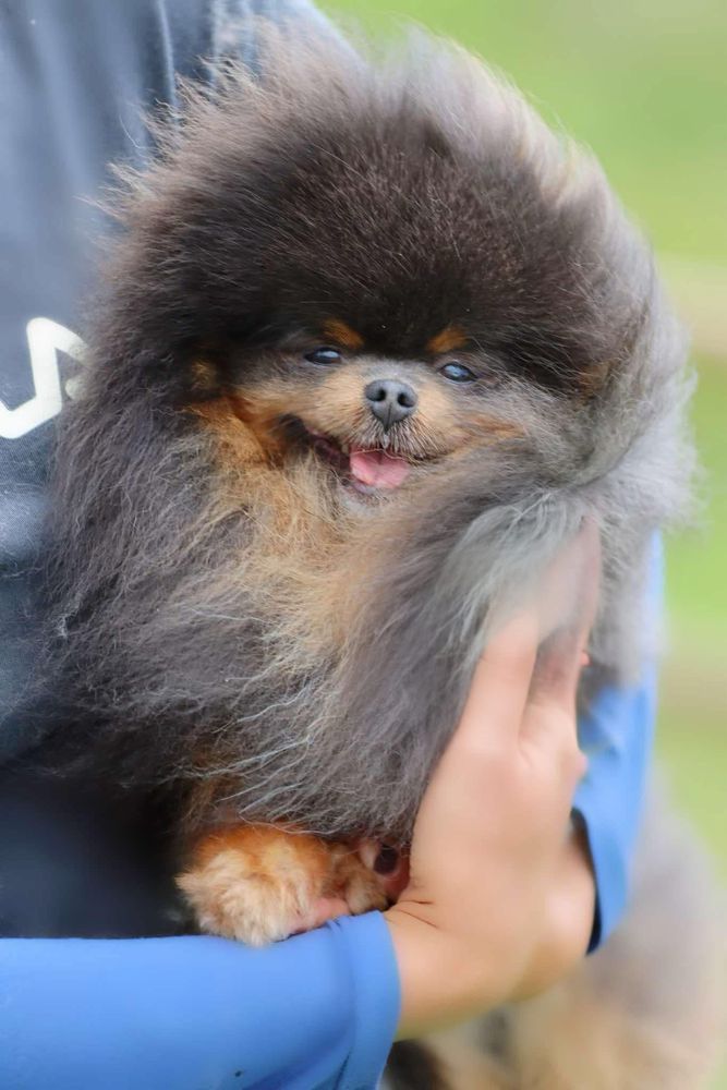 Macho pomerania (spitz anao ) blue tan
