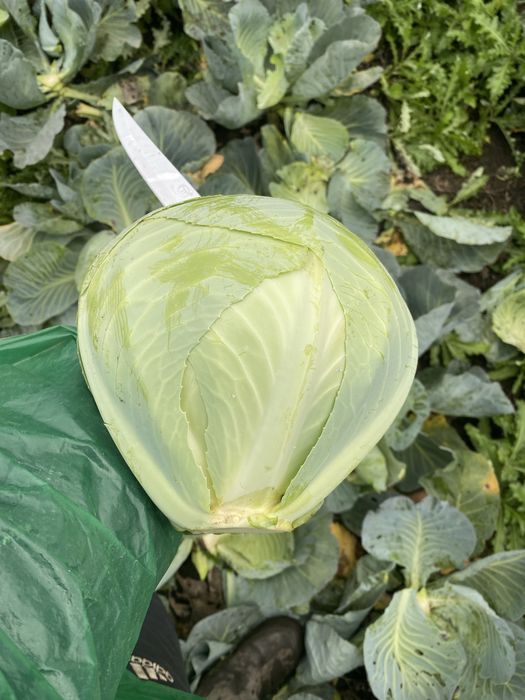 Продам капусту (є обєм)