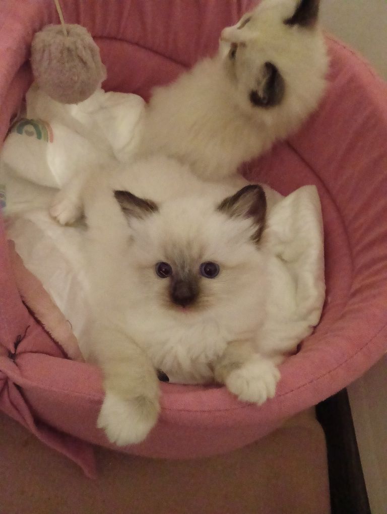 Słodkie Puchate Ragdoll Mitted