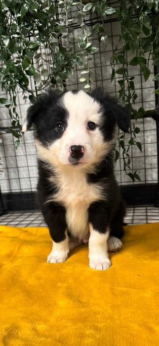 Border Collie - piesek