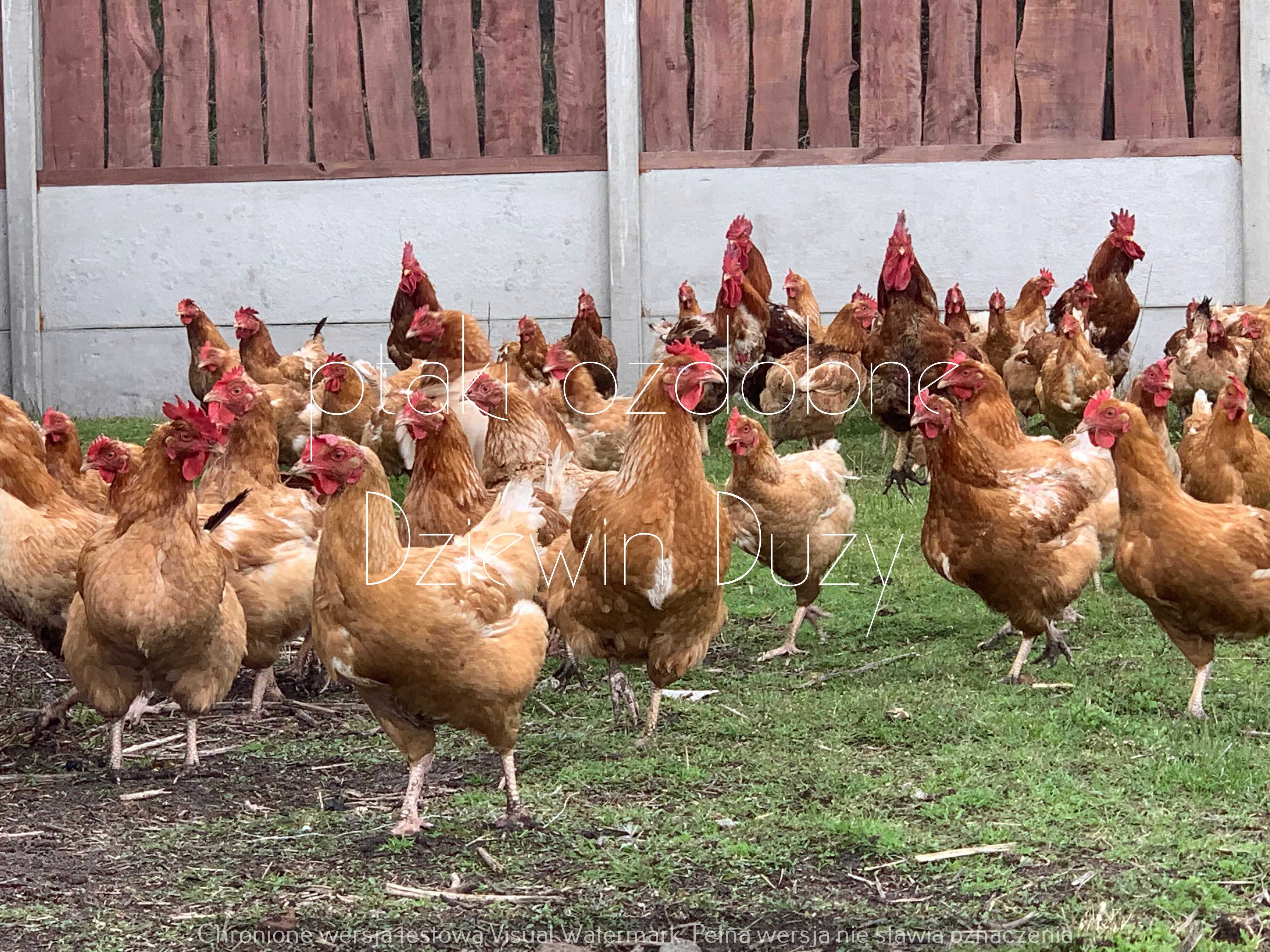 redbro dominant niebieski leghorn dostawa cała Polska odchowane