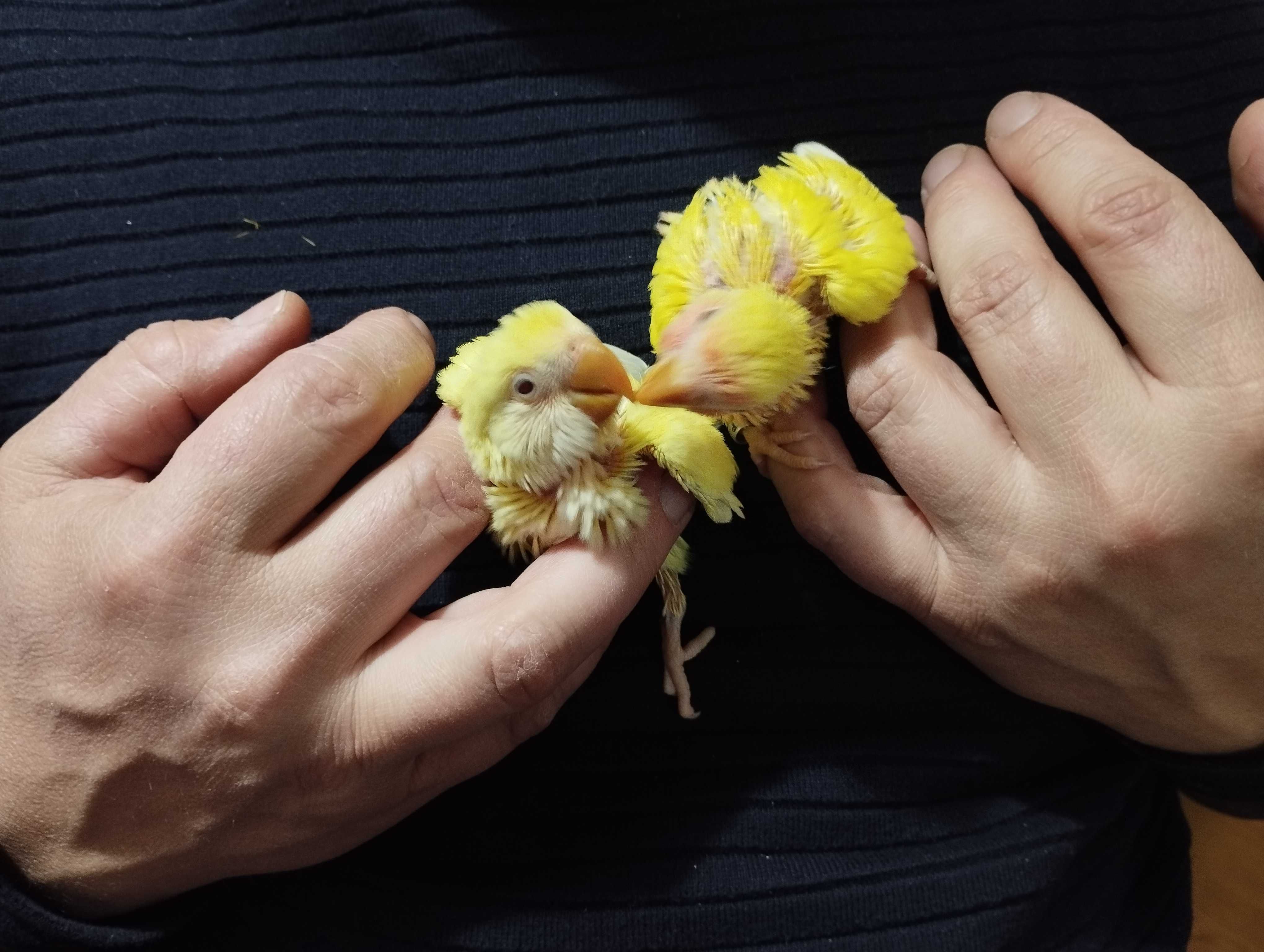 Agaponis domesticado/criado à mão