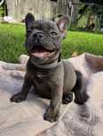 Buldog francuski